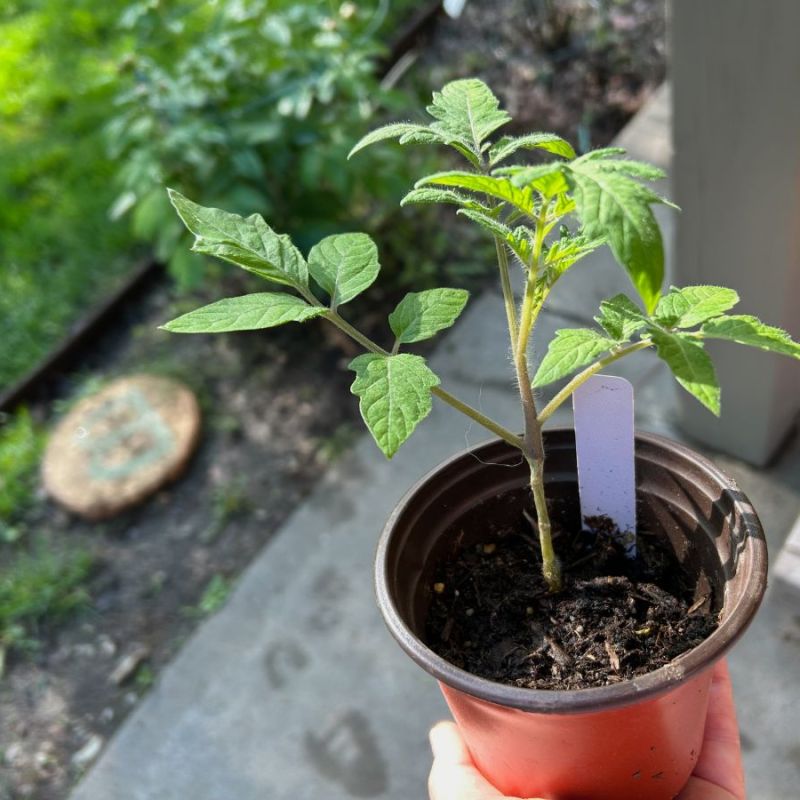 Creative Seeds and Potted&nbsp;Tomatoes